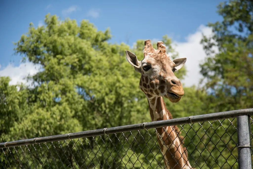 a giraffee in a zoo in the best neighborhoods in springfield mo